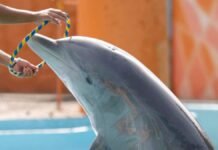 Diputados aprueban Ley Mincho: prohíben mamíferos marinos en espectáculos con fines de lucro