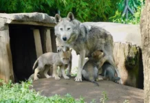 Nacen cuatro crías de lobo mexicano en San Juan de Aragón