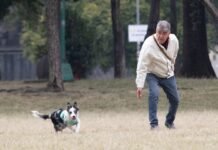 Atender a los “lomitos” es más caro que nunca: Día del Perro revela alza en productos y servicios para mascotas