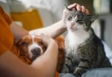 Reconocimiento de animales como seres sintientes, “pendiente en Veracruz” advierten Activistas