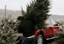 Corte navideño de árboles impulsa la economía en Veracruz, dejará $64 mdp en derrama económica