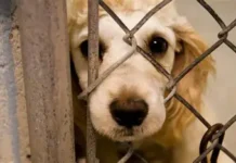 Veracruz elevará penas para el maltrato animal