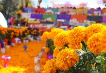 Altares que mueven la economía: ¿Cuánto cuesta y qué impacto genera el Día de Muertos en México?