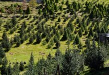 Análisis del Mercado Navideño: Veracruz Preparado para la Comercialización de 57,359 Árboles de Navidad