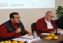 Recuperación del Norte de Veracruz, vendrá de la citricultura, empezaría con 55 mdp.