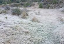 Heladas afectan a ganaderos en zonas altas de Veracruz y generan pérdidas económicas millonarias