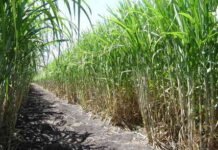 La caña supera al café: genera más de 20 millones de toneladas al año y es el cultivo más estratégico de Veracruz