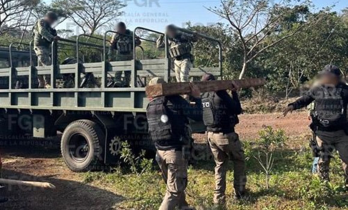 Asegura-FGR-34-tablones-de-madera-protegida-en-reserva-de-Los-Tuxtlas-1-1160x700