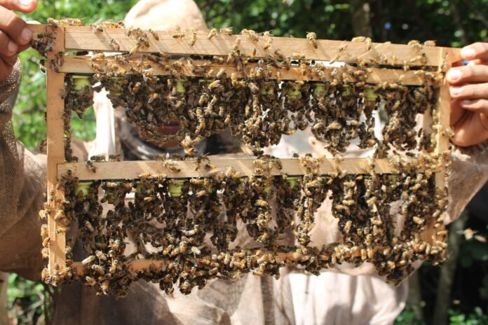 Abejas_Muna3
