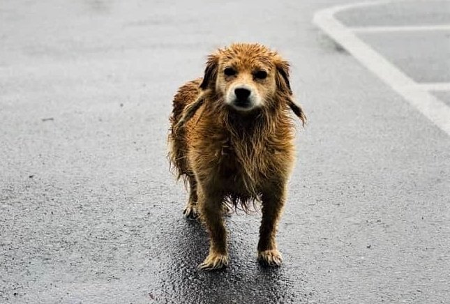 PERRO-LLUVIA